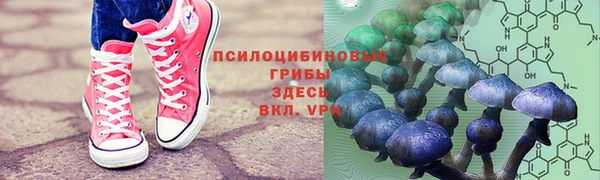 прущие грибы Баксан