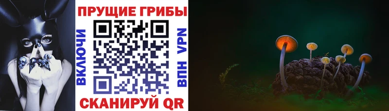 Галлюциногенные грибы Psilocybe  наркошоп  Жигулёвск 